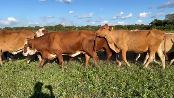 Lote 55 Vacas de invernar en Pto. Eva Perón, Chaco