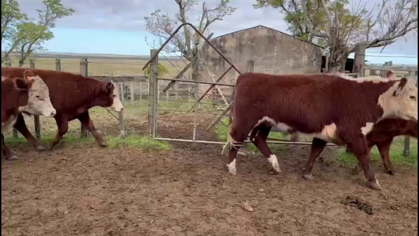 Lote NOVILLOS 1-2 AÑOS