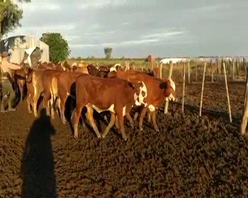 Lote 220 Vaquillonas en Ceres, Santa Fe