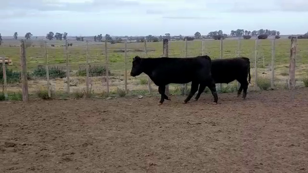 Lote (Vendido)2 Terneros y Terneras 370kg -  en PASO HOSPITAL
