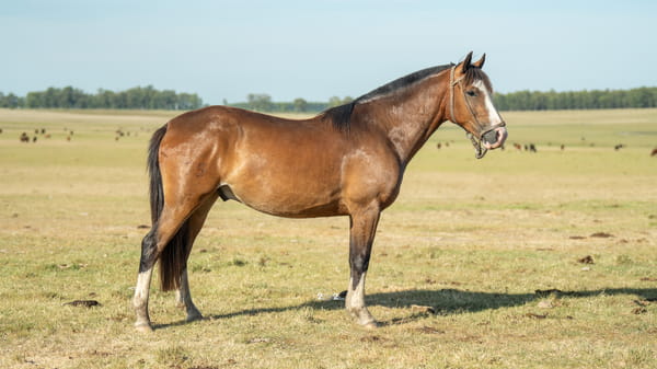 Lote INCHALÁ JUNQUILLO
