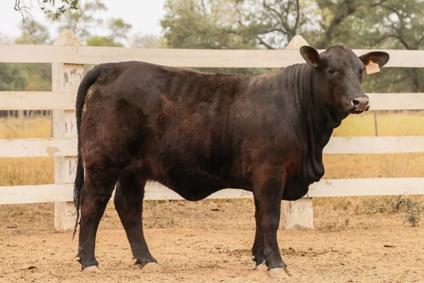 Lote LOTE 42