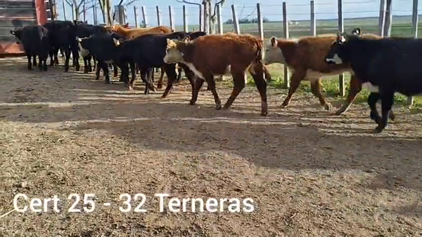 Lote TERNERAS