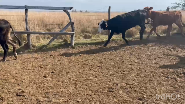 Lote 25 Vacas de invernar en Corrientes, Saladas