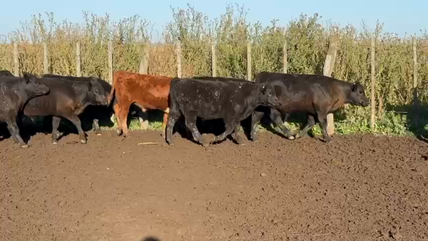 Lote 75 Terneros
