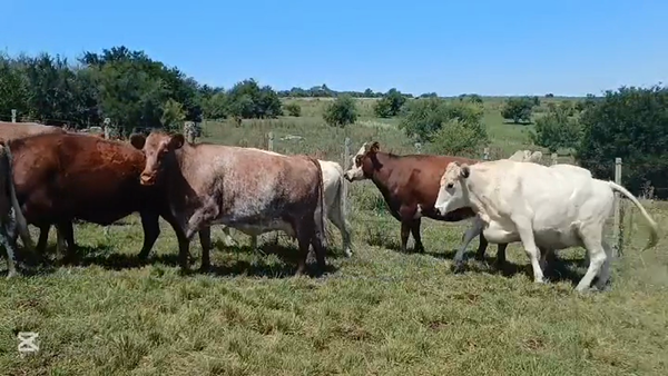 Lote VACAS DE INVERNADA