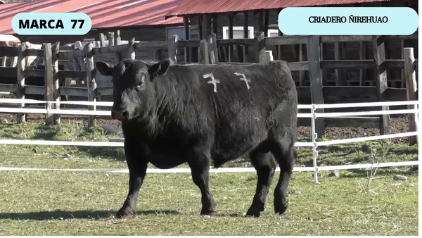 Lote 1 Toro en Coyhaique, XI Región Aysén