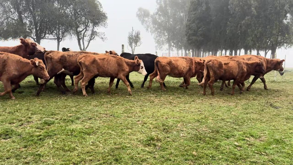 Lote Vacas de Invernada