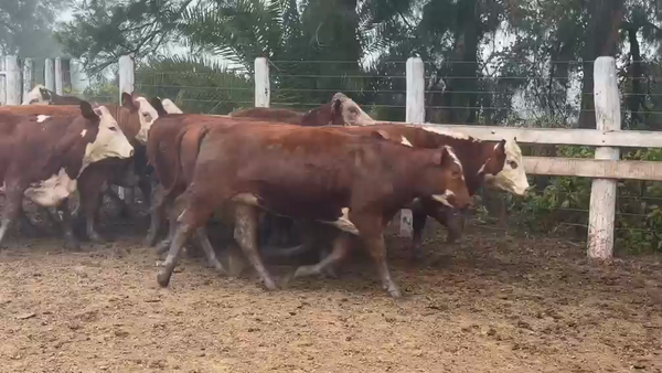 Lote 10 vaquillonas Braford preñadas Establecimiento  “ El Hogar”