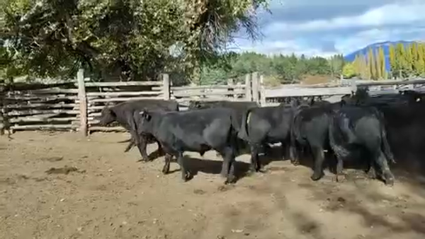 Lote 50 Novillo Engorda en Coyhaique, XI Región Aysén