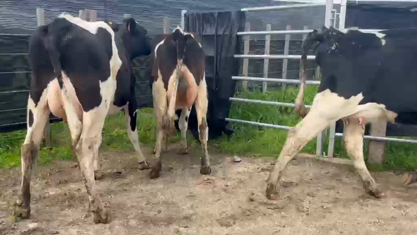 Lote 8 Piezas de cría, San José