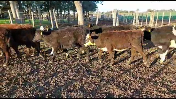 Lote 14 terneras