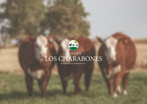 Lote Vaquillonas Braford -  Los Charabones