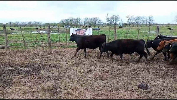 Lote 31 Terneros