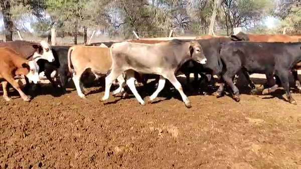 Lote 100 Terneros en Monte Quemado, Santiago del Estero