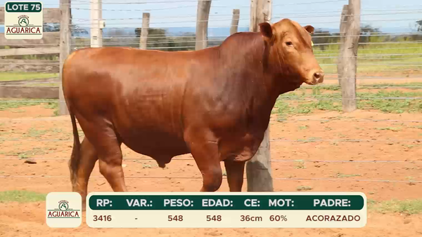 Lote LOTE 75