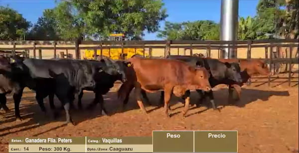 Lote LOTE 12 - 14 VAQUILLAS CBO 1