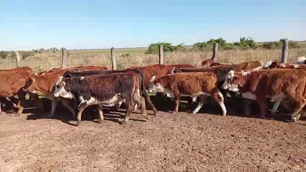 Lote 80 Terneros/as en Corrientes, Yataití Calle