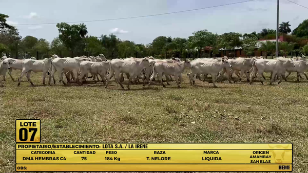 Lote LOTE 7