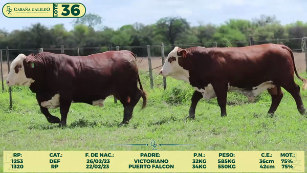 Lote LOTE 36