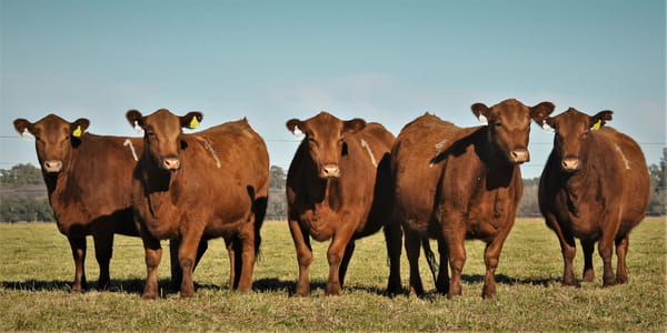 Lote Vaquillonas Angus PC Primavera