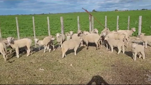 Lote (Vendido)28 Ovejas con cría al pié TEXEL/ CARA MORA en Santa Catalina