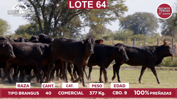 Lote Reproductores de Alborada - Lote 64