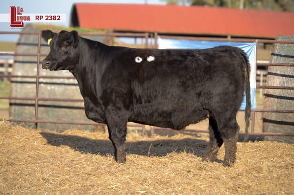 Lote VAQUILLONAS ANGUS  PP