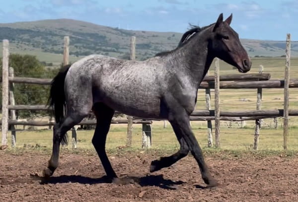 Lote RELAMPAGO DEL CEIBAL