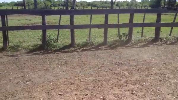 Lote 68 Terneros/as en Berón de Astrada, Corrientes