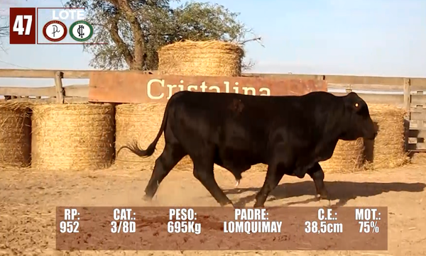 Lote Lote 47