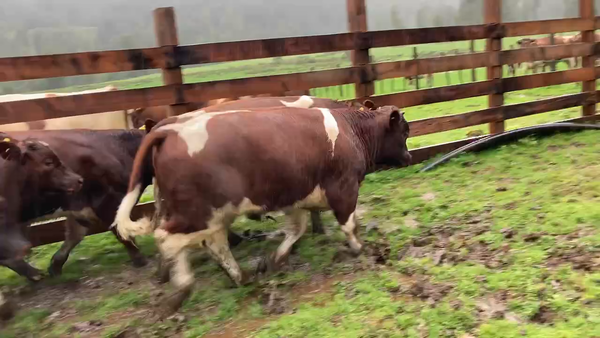 Lote 13 Ternero en Cisnes, XI Región Aysén