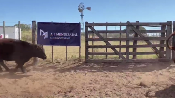 Lote 60 NOVILLITOS, GUAMINI, PCIA. DE BS. AS.