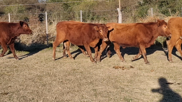 Lote 52 Terneros en Corrientes, Curuzu Cuatia