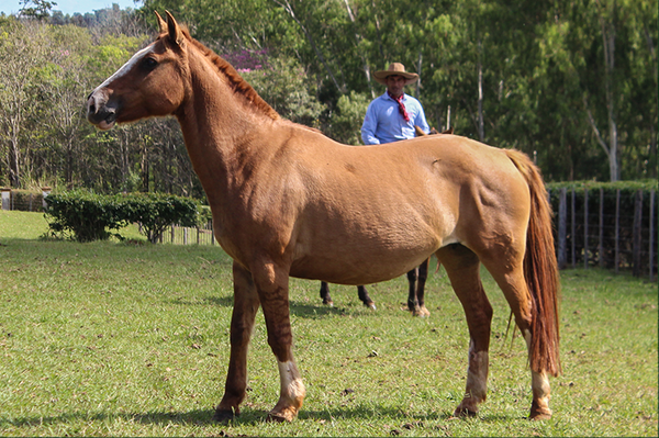 Lote CHAKE LA RETAMA