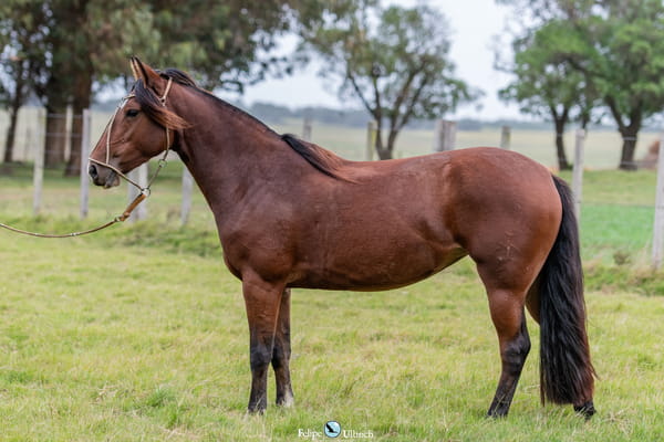 Lote JAGUEL YAQUISIERA