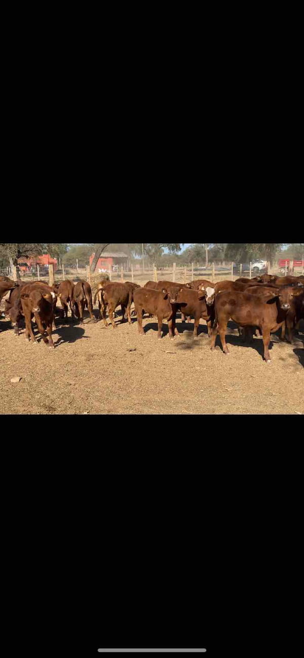 Lote 140 Terneras en Laguna Yema, Formosa