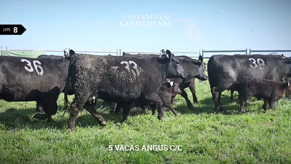 Lote VACAS ANGUS N