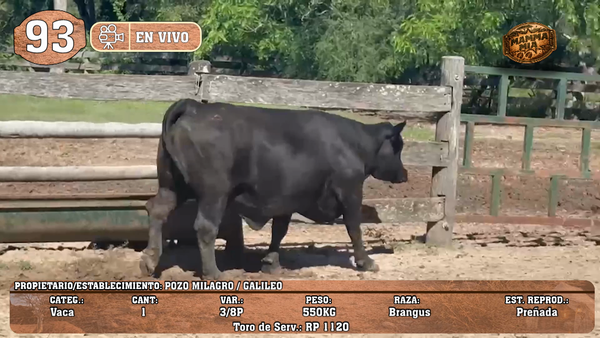 Lote LOTE 93 -EN VIVO