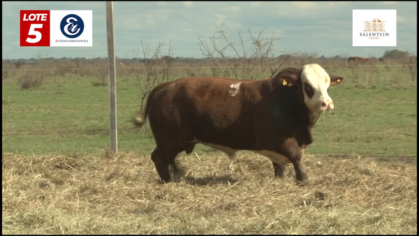 Lote Toros Braford