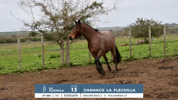 Lote CHAMACO LA FLECHILLA