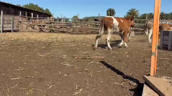 Lote 20 Novillo Engorda en Melipilla, Región Metropolitana