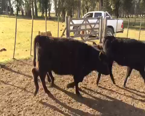 Lote 60 Terneros/as de 190Kg en Brandsen, Buenos Aires