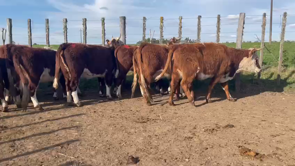 Lote 12 Vaquillonas  britanica 380kg -  en san ramon