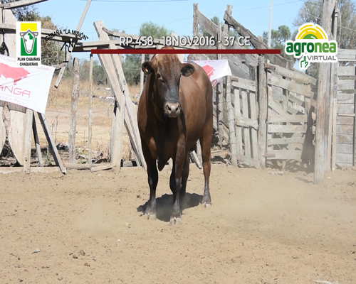 Lote TOROS SAN IGNACIO "LA MISION"