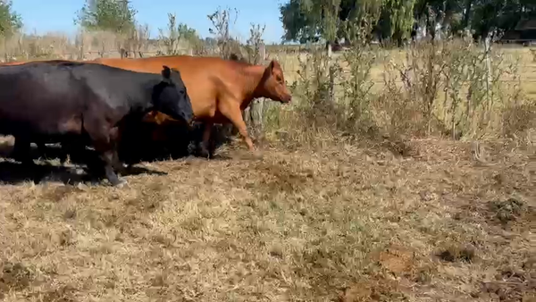 Lote 15 Vacas C/ gtia de preñez