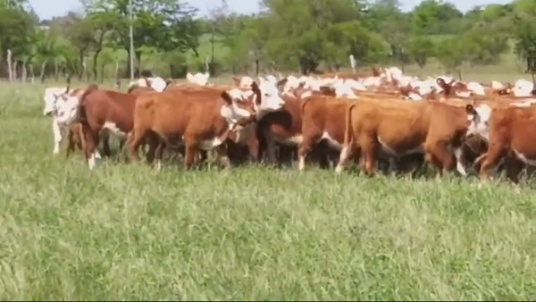 Lote 110 Terneras en Villaguay, Entre Ríos