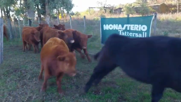 Lote 24 Terneros en Daireaux