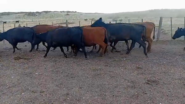 Lote 35 Vacas de invernar en Coronel Rosales