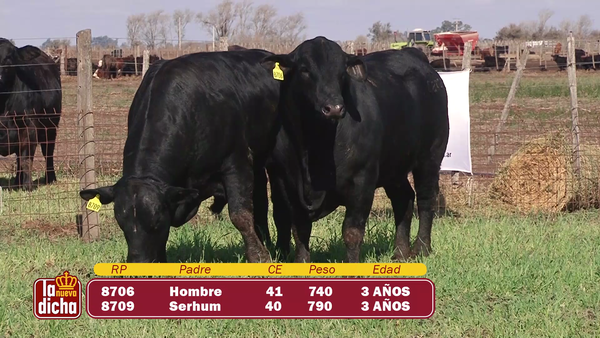 Lote TOROS BRANGUS CABAÑA LA NUEVA DICHA